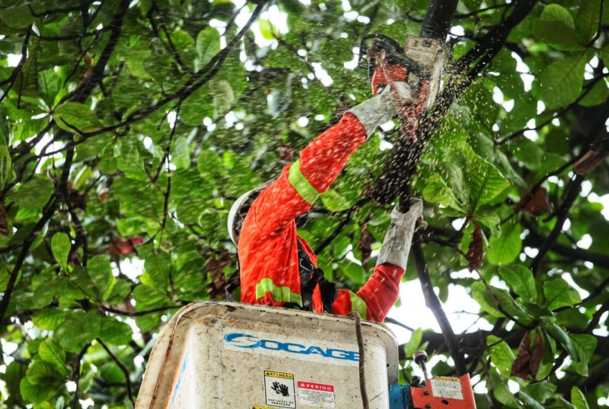 Contra acidentes, Prefeitura de Goiânia realiza poda preventiva de 53 mil árvores em dez meses | Fotos: Fernando Leite/Comurg