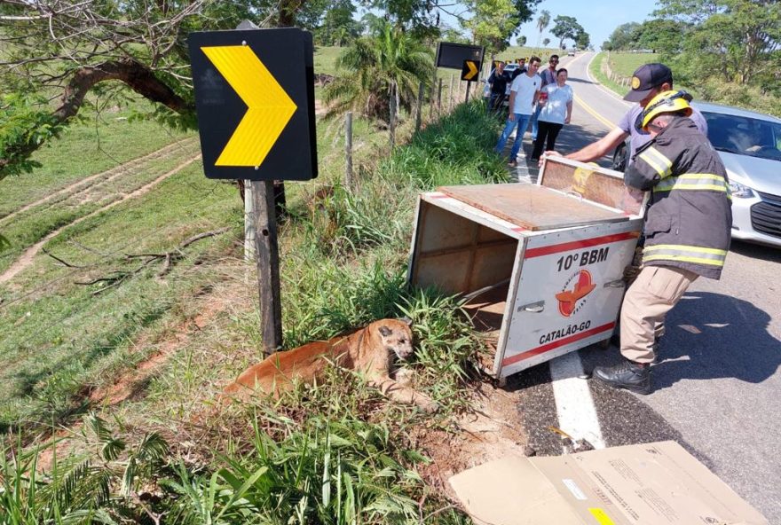 Onça-parda é encontrada na GO-305 após ser vítima de atropelamento