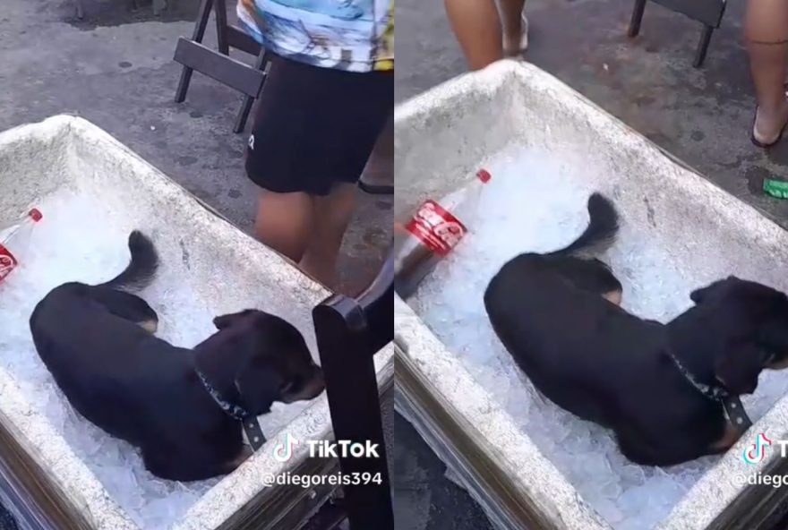 Cachorro se refresca em caixa de isopor com gelo por conta do calor (Reprodução/Redes Sociais)