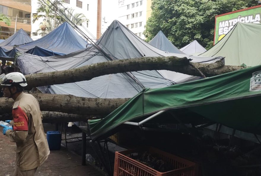 Árvore cai no Setor Oeste, em Goiânia, e atinge cinco pessoas