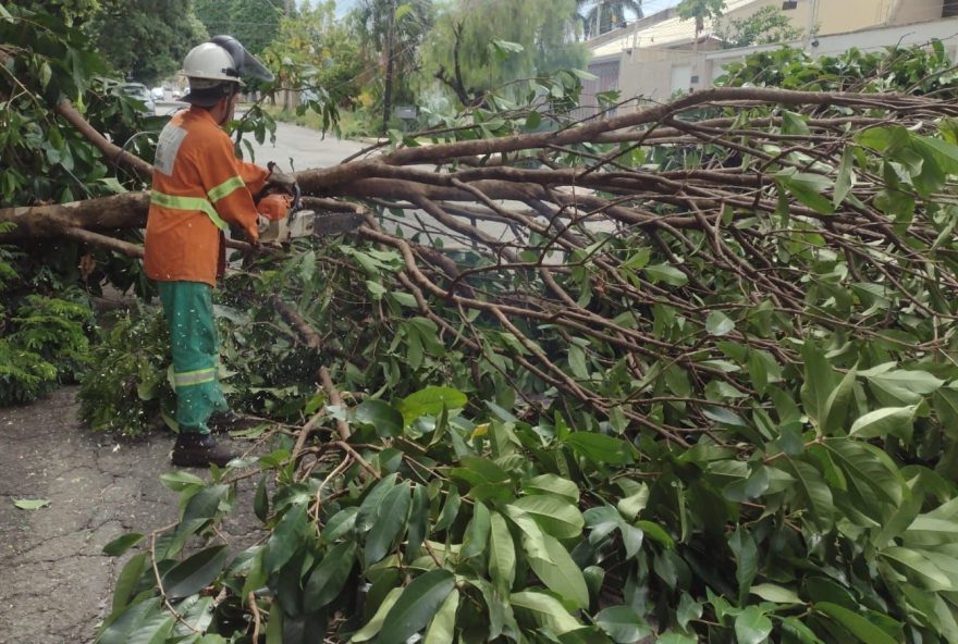 Prefeitura de Goiânia mantém todos os serviços de limpeza e urbanização durante Natal e Ano Novo
(Fotos: Luciano Magalhães/Comurg)