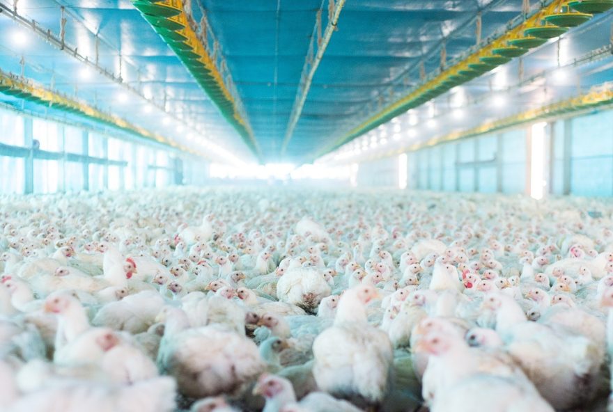 Estabelecimentos comerciais avícolas têm até 31 de janeiro para se registrarem ou renovarem cadastro junto à Agrodefesa: objetivo é evitar foco de gripe aviária no estado. (Fotos: Wenderson Araujo/CNA e Larissa Mel)