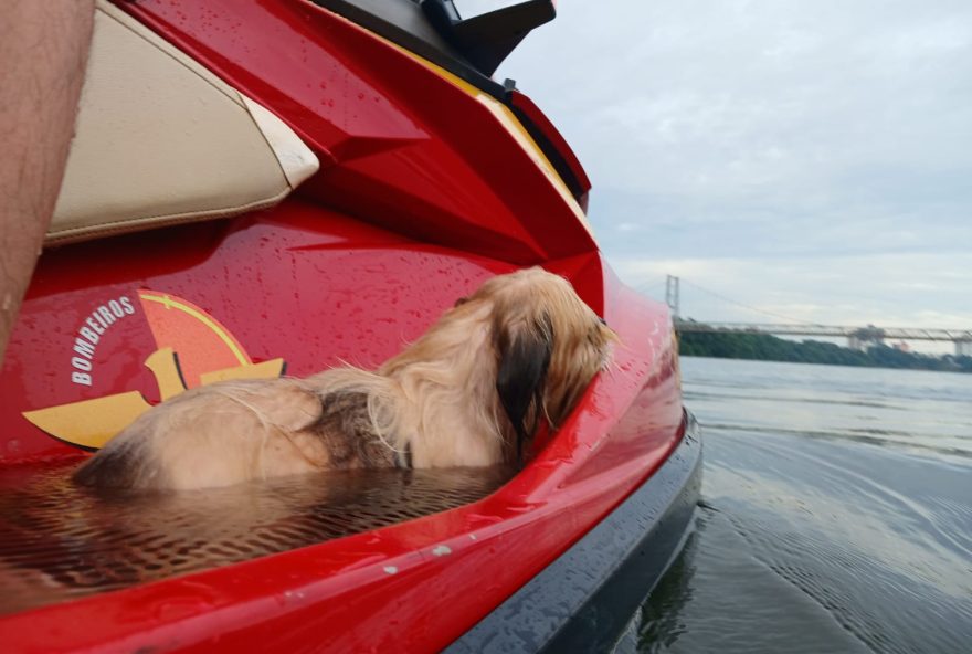 Cachorrinha desaparecida desde a virada de ano novo é encontrada no Rio Paranaíba