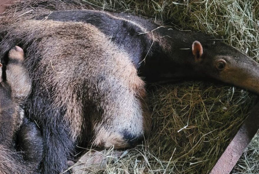 Zoológico de Goiânia apresenta filhote de tamanduá-bandeira: animais habitam espaço cuidadosamente preparado no zoológico, com vegetação que simula o ambiente natural
(Fotos: Agetul)