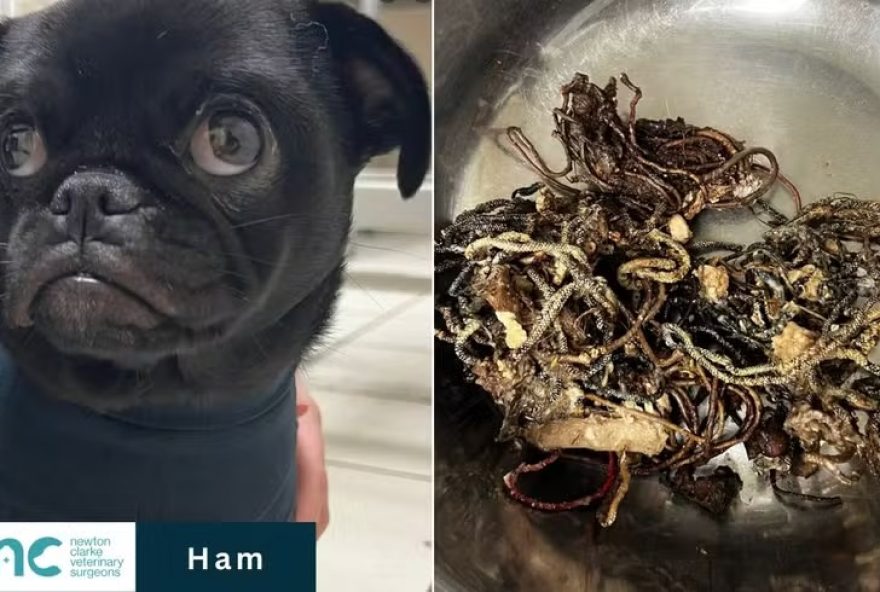 Pug é operada às pressas depois de engolir 60 elásticos de cabelo (Foto: Reprodução/Facebook-Newton Clarke Veterinary Surgery)