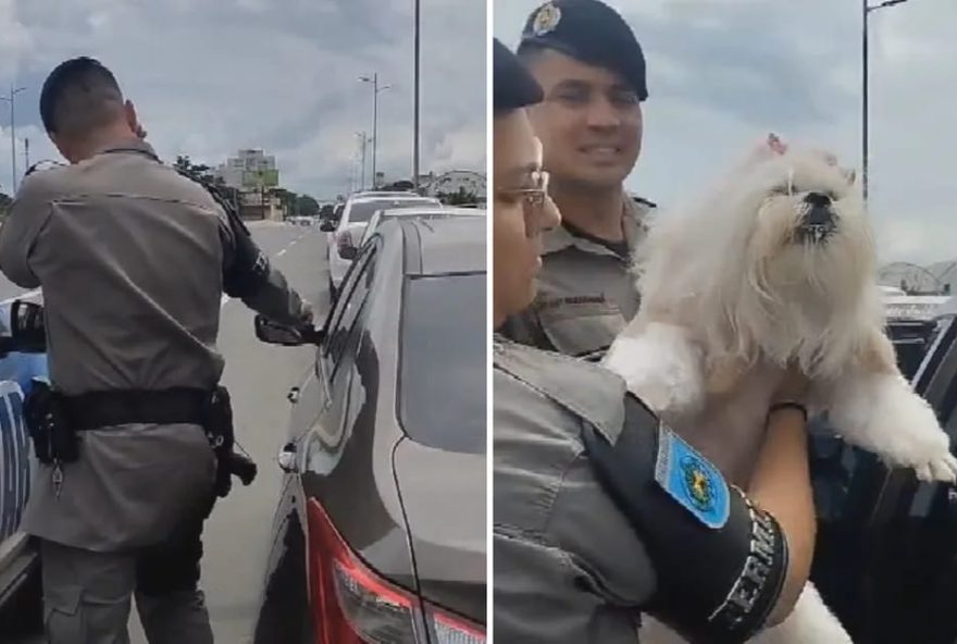 Cadela fica trancada em carro por mais de uma hora e tutora é presa. Foto/Divulgação: PM