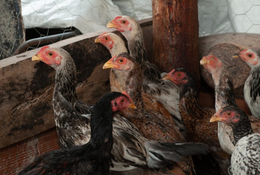 Sob vigilância da Agrodefesa, avicultura goiana segue sem registros de casos de Influenza Aviária
(Fotos: Enio Tavares)