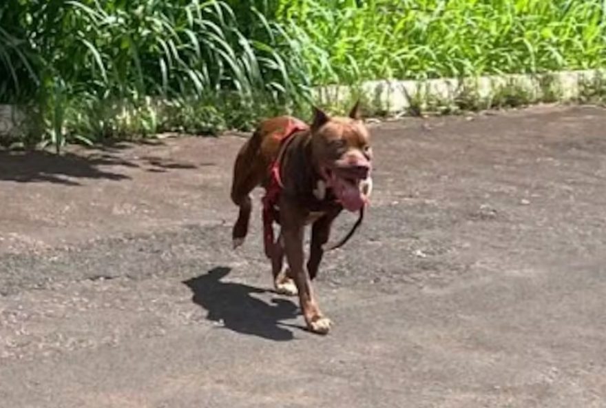 Após invasão a casas e ataque a outros animais, pit bull é sacrificado por policiais