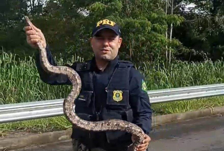 Policial salva jiboia de ser atropelada em rodovia de Catalão