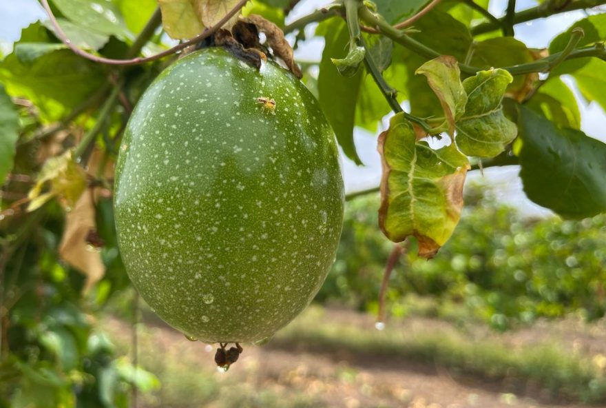 Projeto de Fruticultura Irrigada do Vão do Paranã avança com plantio de maracujá e manga