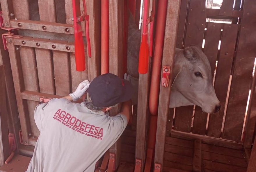 Goiás realiza estudo soroepidemiológico para comprovar ausência de vírus da febre aftosa, com foco no reconhecimento internacional