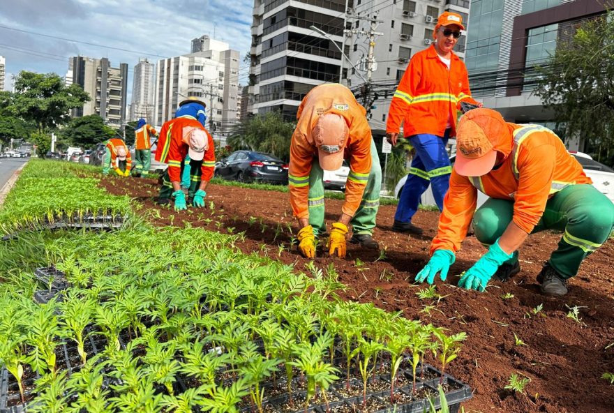 Prefeitura de Goiânia renova paisagismo com 326 mil mudas de flores em 356 canteiros da cidade