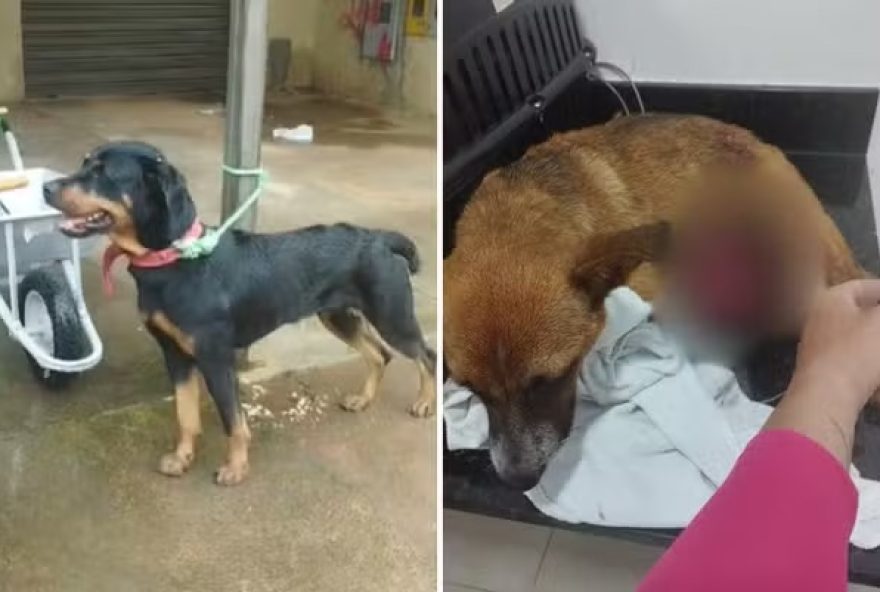 Cadela é atacada por rottweiler e só para após ferragista intervir 