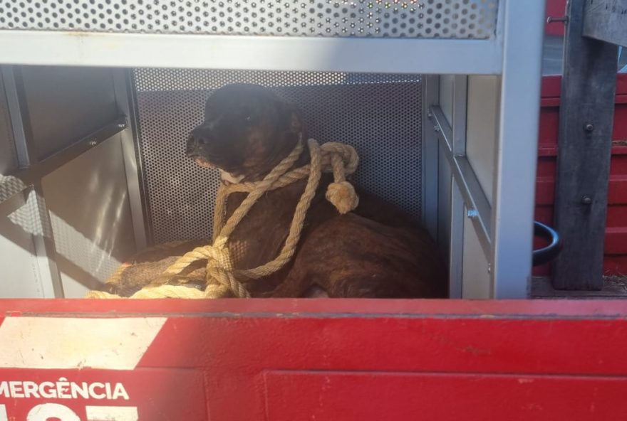 Vítima de 12 anos estava machucada e precisou ser conduzida a UPA para atendimento. Animal ficará sob os cuidados de uma ONG. (Foto: Reprodução/Bombeiros)