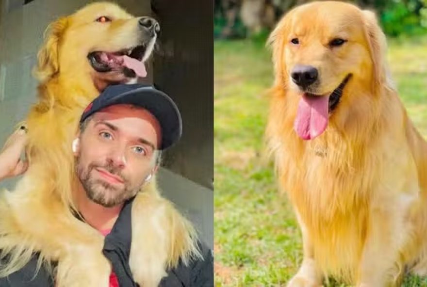 Cachorro morre após ter sido transportado para o destino errado