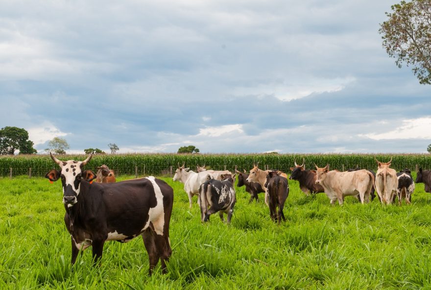 Produtor tem 60 dias para inserir dados sobre quantidade de animais e imunização do rebanho no Sidago, contando a partir de 1º de maio. (Fotos: Enio Tavares, Hellian Patrick e Adalberto Ruchelle)