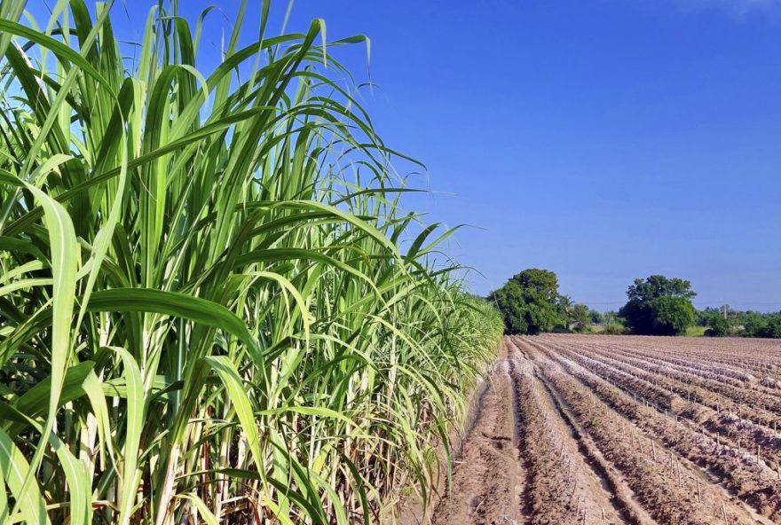 Projeto que incentiva produção de etanol hidratado combustível, em Goiás, segue para sanção do governador Ronaldo Caiado. (Foto: SGG)