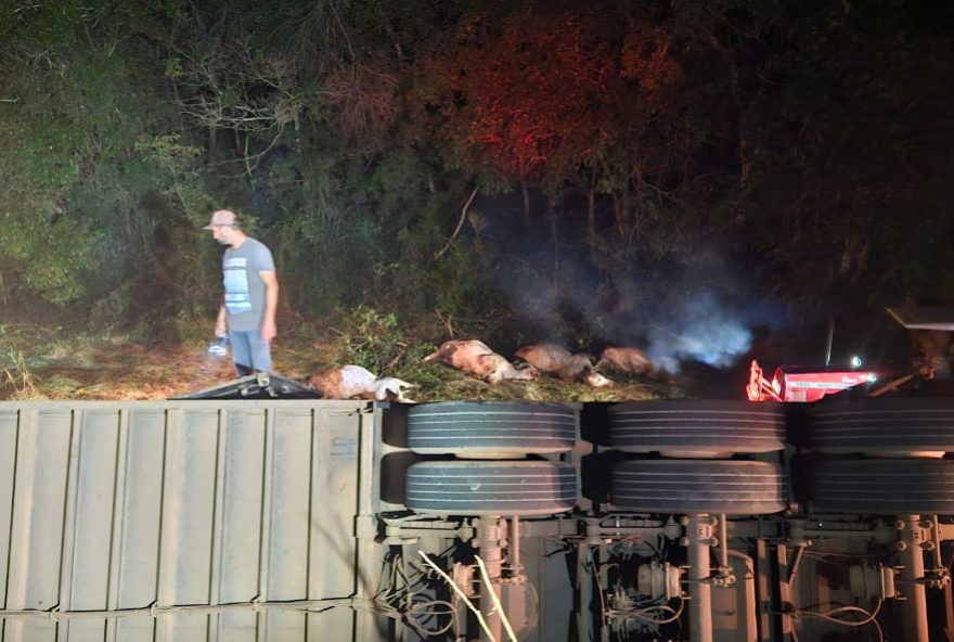 Motorista informou ter perdido o sentido de direção após tenta desviar de um carro que realizava uma ultrapassagem proibida. Alguns animais estão desaparecidos. (Foto: Reprodução/PRF)