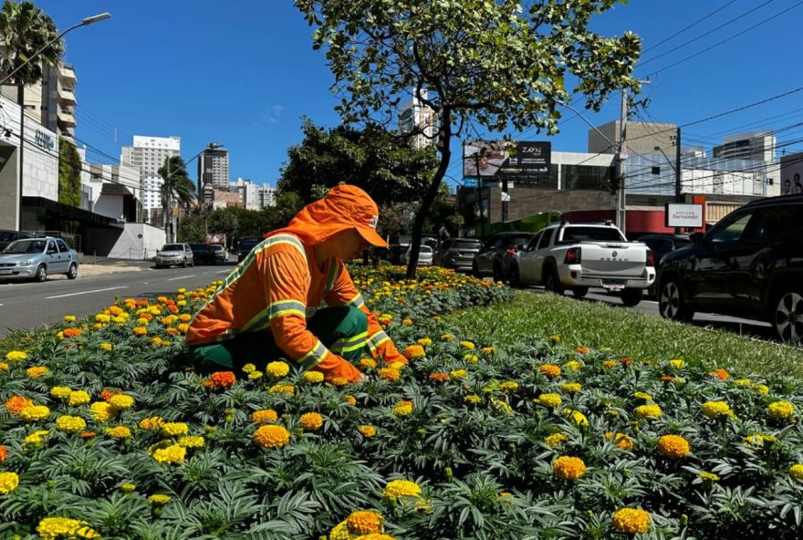 Elogiado pelos goianienses, paisagismo com flores da Avenida 136 será replicado em outras vias da capital (Fotos: Luciano Magalhães)