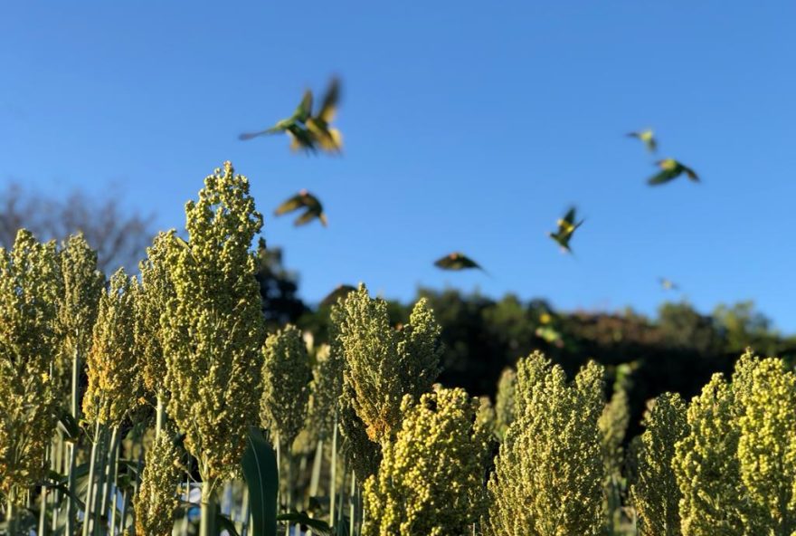 Produção goiana de sorgo deve registrar crescimento de 5,8% este ano, segundo a LSPA (Foto: Enio Tavares)