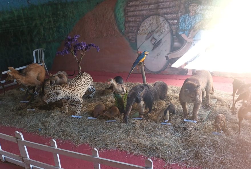 Agência Municipal de Turismo, Eventos e Lazer (Agetul) coordena a exposição de animais taxidermizados, no Museu Agropecuário Professor João do Carmelo Xavier, na Pecuária. Foto: Agetul