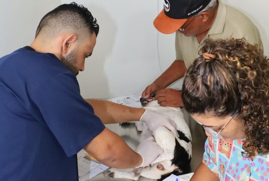 Procedimentos foram realizados na Unidade de Pronto Atendimento Animal (UPAVet), que também realizou, no período, 5.610 consultas veterinárias e 1.254 atendimentos emergenciais. (Foto: Divulgação/Amma)