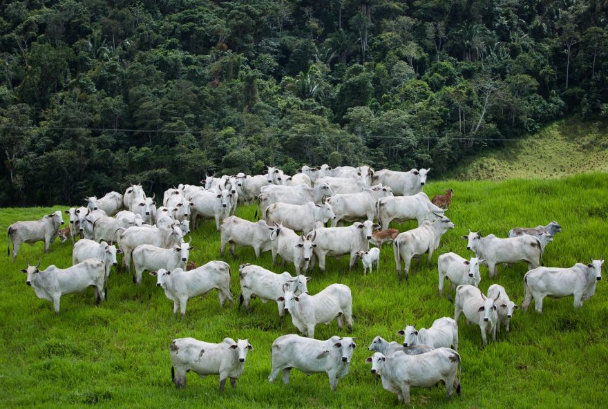 Goiás registra abate de 1 milhão de cabeças de bovinos no primeiro trimestre de 2024
(Fotos: Wenderson Araujo)