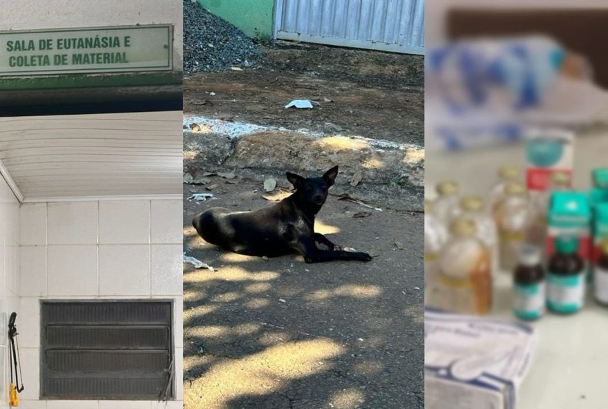 Veterinário é suspeito de sacrificar animais saudáveis na Zoonoses de Goiânia