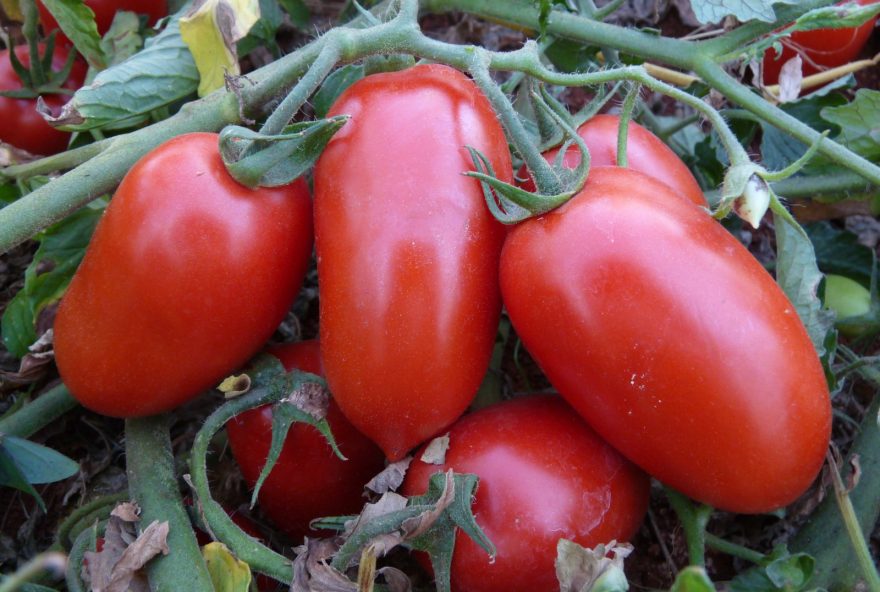 Goiás se mantém como maior produtor de tomate entre os estados brasileiros: atividade é monitorada de perto pela Agrodefesa. (Foto: Embrapa Hortaliças)