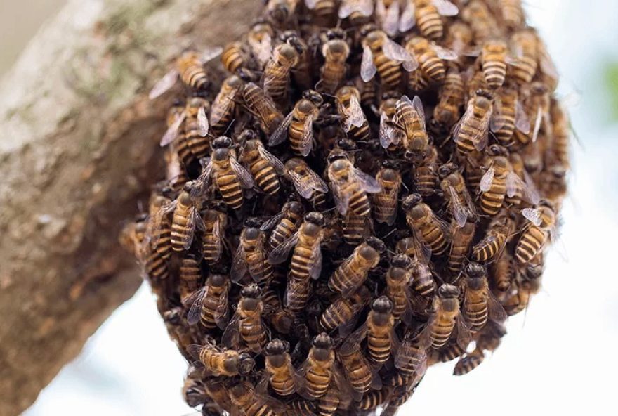 Prefeitura de Goiânia alerta sobre os riscos de ataques de abelhas: picadas podem causar reações tóxicas, dor intensa e complicações renais, ou reações alérgicas graves, incluindo choque anafilático. (Foto: Reprodução)