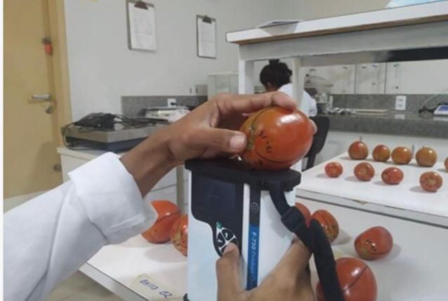 Metodologia da identidade digital está sendo elaborada para tomate de mesa. (Foto: Fapeg)