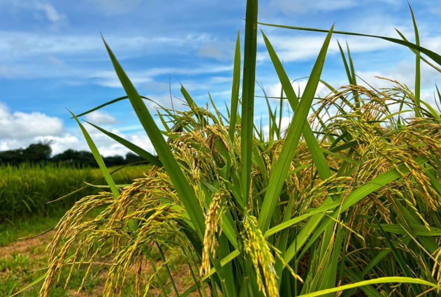 Produção de arroz em Goiás deve crescer 17,7%, acima da média nacional de 1,9%. (Foto: Lucas Eugênio)