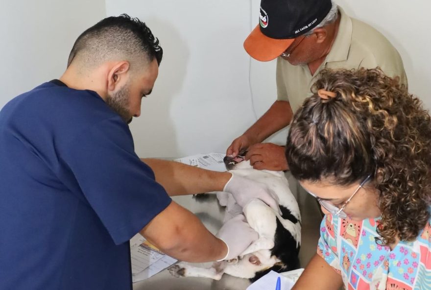 Animais de famílias de baixa renda são atendidos em UPAVet de Goiânia | Foto: Amma