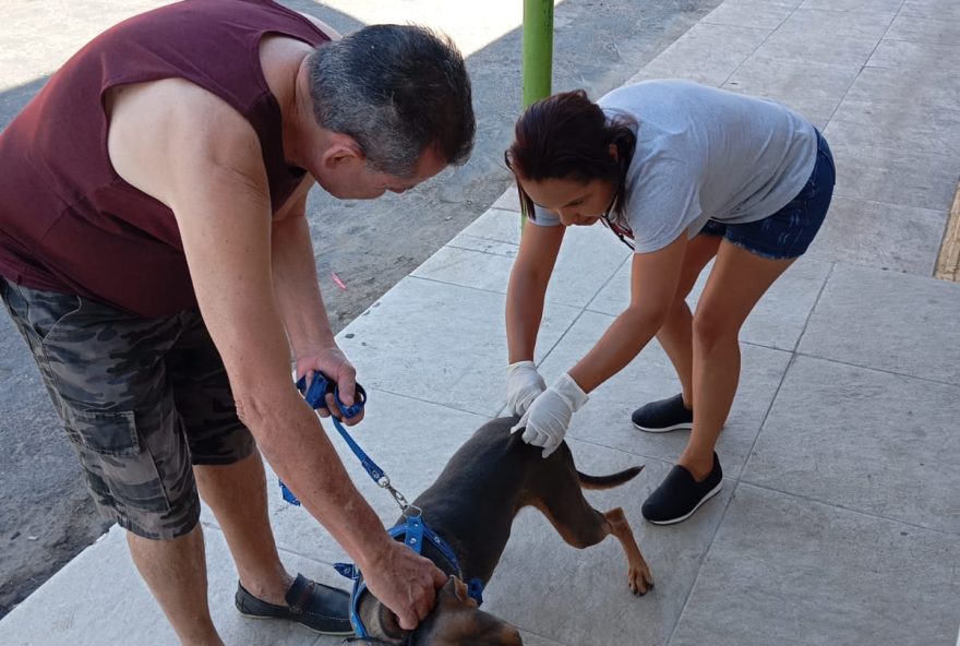 Prefeitura de Goiânia aplica mais de 37 mil doses no primeiro dia da Campanha de Vacinação Antirrábica 2024; meta é vacinar mais de 143 mil animais até o fim da campanha | Fotos: SMS