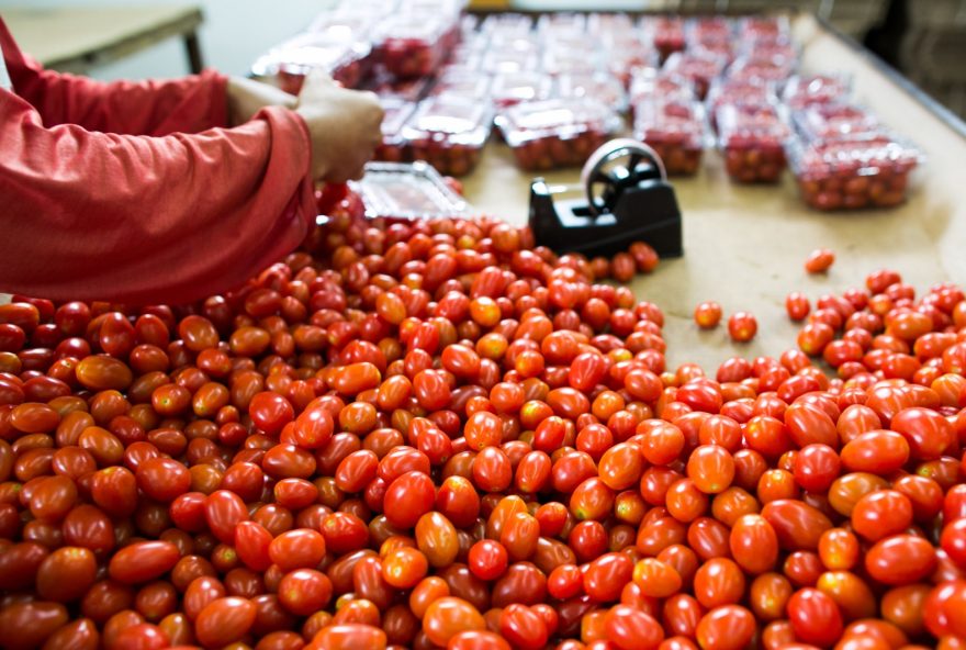 Goiás ocupa o primeiro lugar nacional na produção tomate e o quarto em cereais, leguminosas e oleaginosas. (Foto: Wenderson Araújo/CNA)