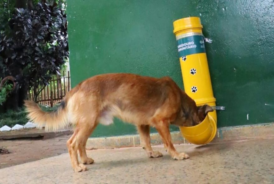 Prefeitura de Goiânia e Comunidade Unem-se para Garantir Água Fresca e Cuidados aos Animais Durante Onda de Calor. (Foto: Reprodução)