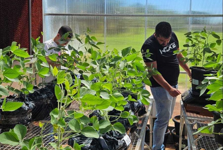 Governo de Goiás, via Fapeg, investe em tecnologias para aumentar a resistência da soja à seca, utilizando microrganismos e nanopartículas. (Divulgação: Fapeg)