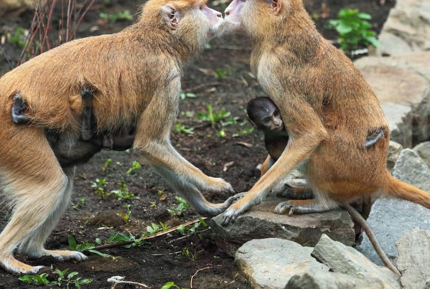 a-origem-do-primeiro-beijo-na-boca-na-historia a-origem-do-primeiro-beijo-na-boca-na-historia