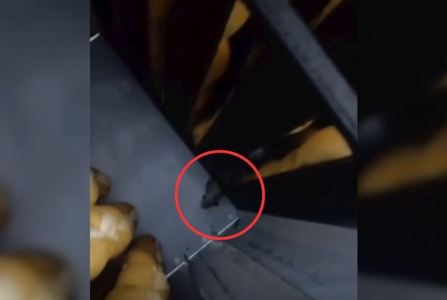 a-prisao-do-dono-do-supermercado-por-rato-nos-paes3A-alerta-para-higiene-e-seguranca-alimentar a-prisao-do-dono-do-supermercado-por-rato-nos-paes3A-alerta-para-higiene-e-seguranca-alimentar