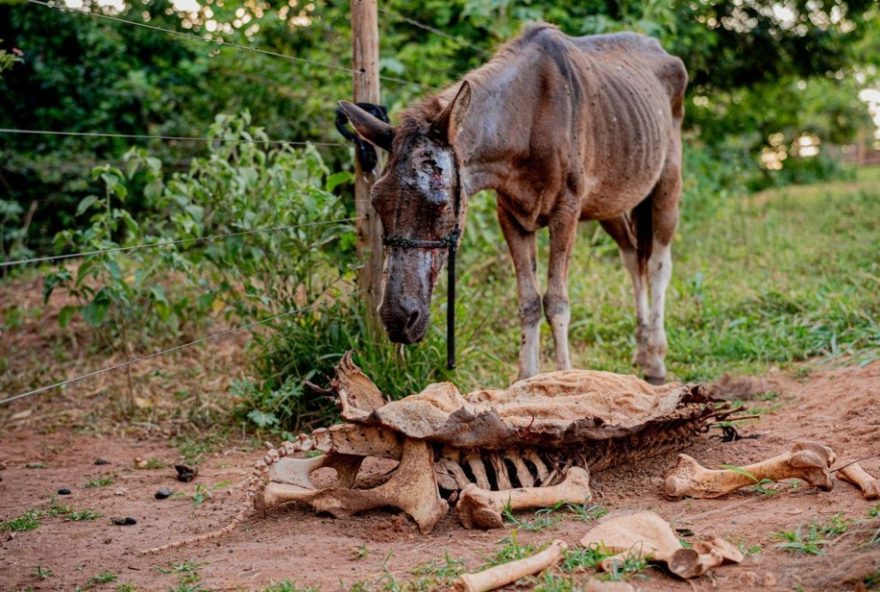 abatedouro-clandestino-de-cavalos-comercializava-carne-e-mantinha-mais-de-40-cavalos-em-condicoes-precarias2C-diz-policia-investigacoes-em-andamento