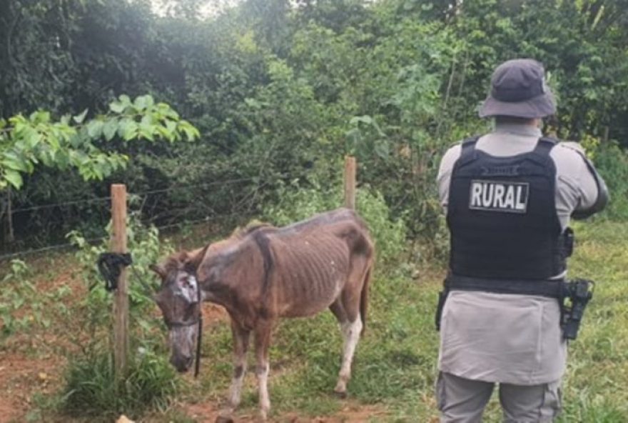 abatedouro-clandestino-de-cavalos-e-fechado-por-venda-de-carne-para-hamburguer