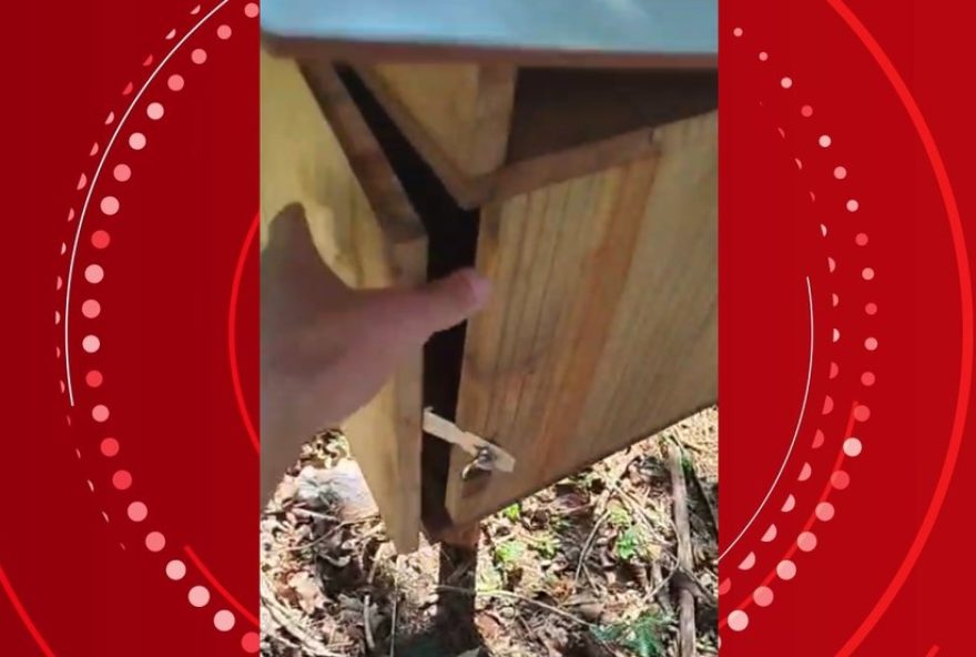 abelhas-desaparecem-em-arapongas3A-colmeias-sao-destruidas-no-parque-dos-passaros abelhas-desaparecem-em-arapongas3A-colmeias-sao-destruidas-no-parque-dos-passaros