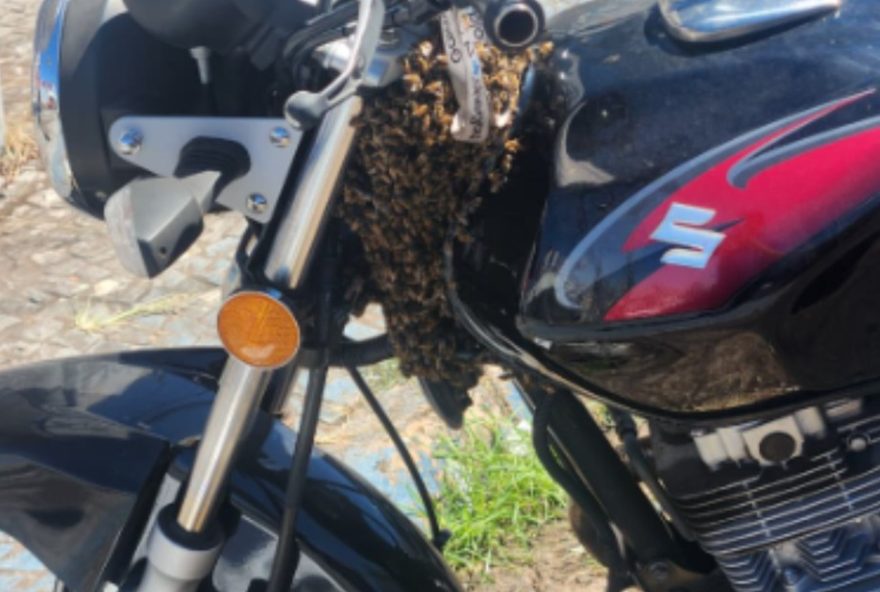 abelhas-se-instalam-em-tanque-de-moto-em-franca-sp3A-o-que-fazer3F