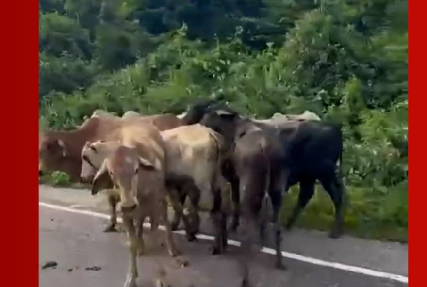 acidente-grave-na-pa-2563A-carreta-tomba2C-causando-morte-de-bois-e-comocao-na-regiao-de-canaa2C-para acidente-grave-na-pa-2563A-carreta-tomba2C-causando-morte-de-bois-e-comocao-na-regiao-de-canaa2C-para