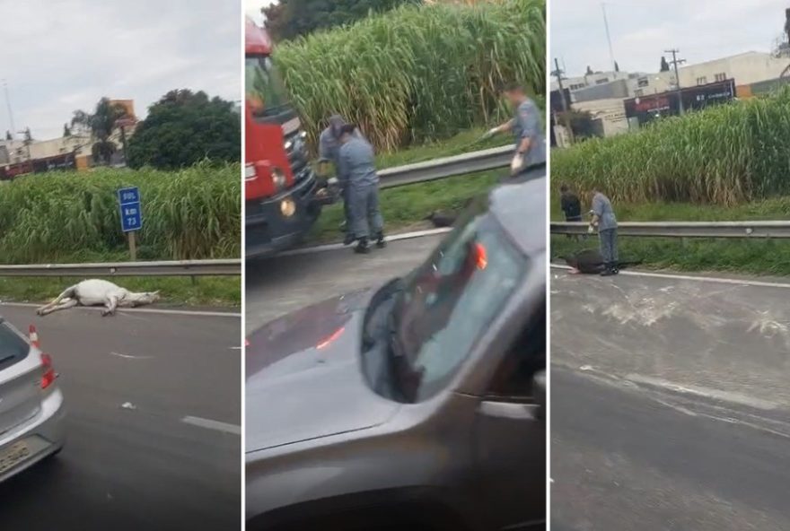 acidente-na-rodovia-anhanguera-deixa-uma-pessoa-ferida-e-dois-cavalos-mortos acidente-na-rodovia-anhanguera-deixa-uma-pessoa-ferida-e-dois-cavalos-mortos