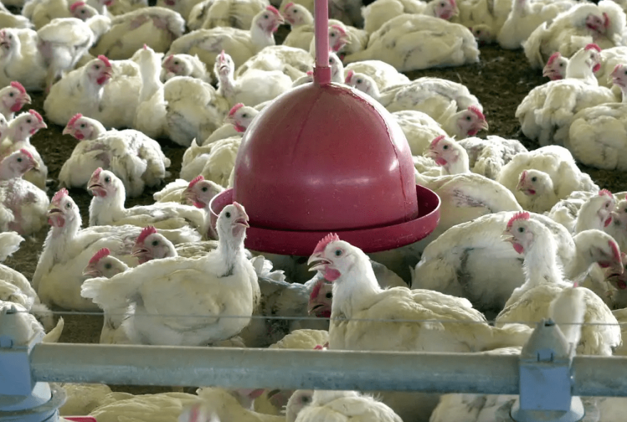 acordo-com-coreia-do-sul-restringe-embargo-de-carne-de-frango-gaucha3A-impactos-e-perspectivas-para-o-mercado-brasileiro