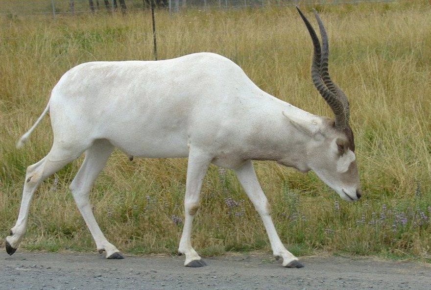 addax-322157_960_720