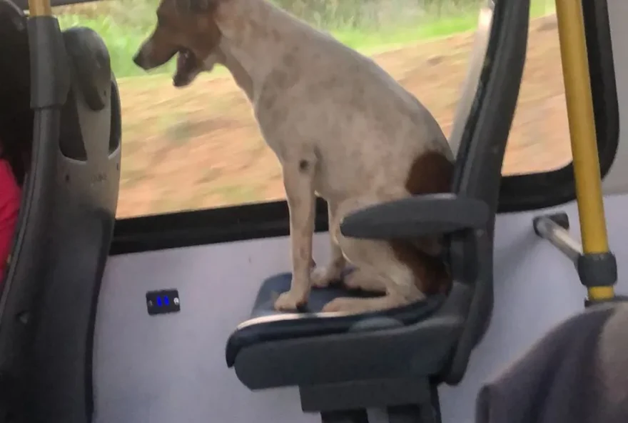 Cachorro viraliza ao embarcar sozinho em ônibus