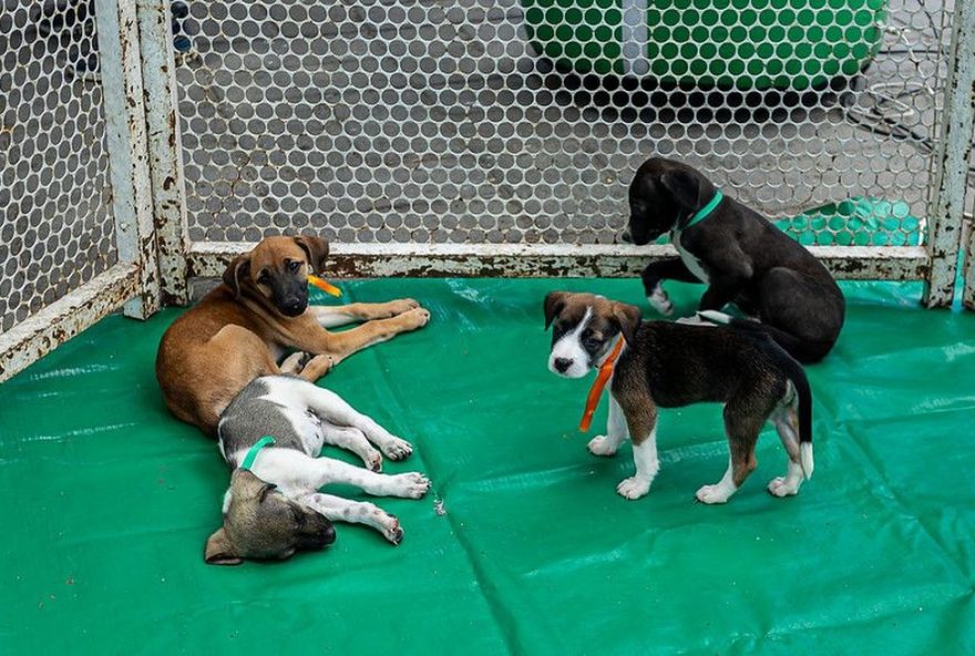 adocao-de-caes-e-gatos-em-caruaru3A-projeto-22meu-amigao22-nesta-quarta-e-quinta-no-marco-zero.-a-chance-de-encontrar-um-novo-membro-peludo-da-familia