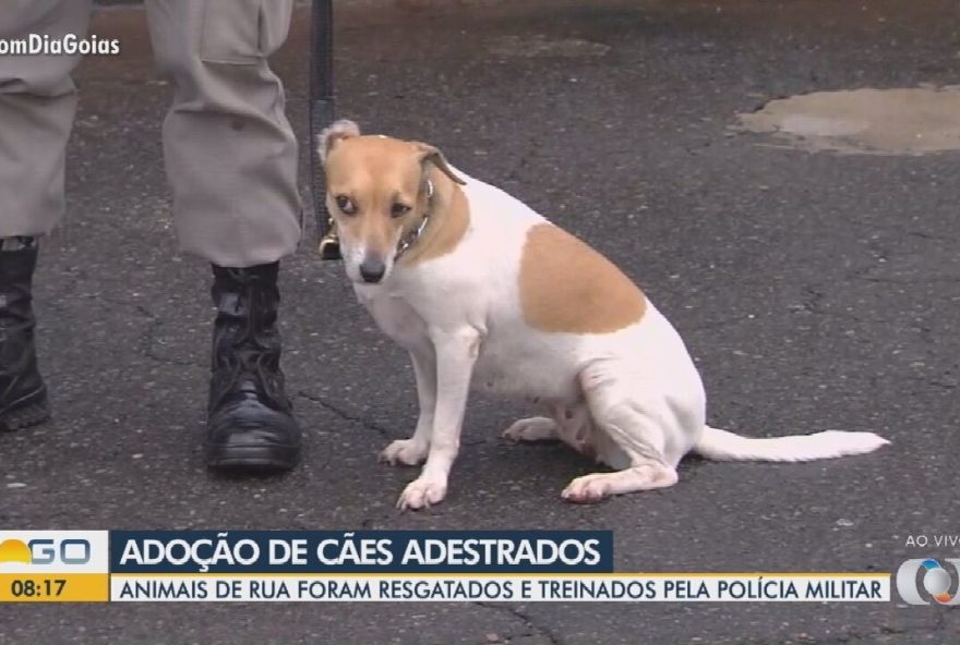 adocao-de-caes-treinados-pela-pm-em-goiania3A-como-participar